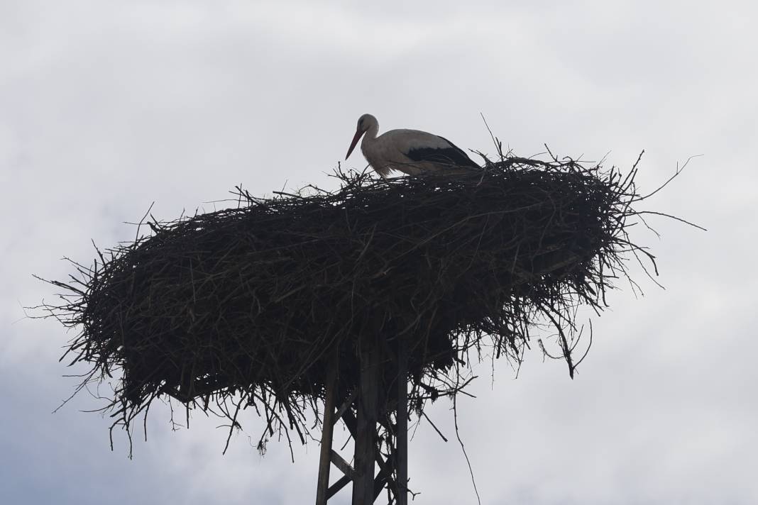 Karataylı leylekler yuvalarına döndü 3